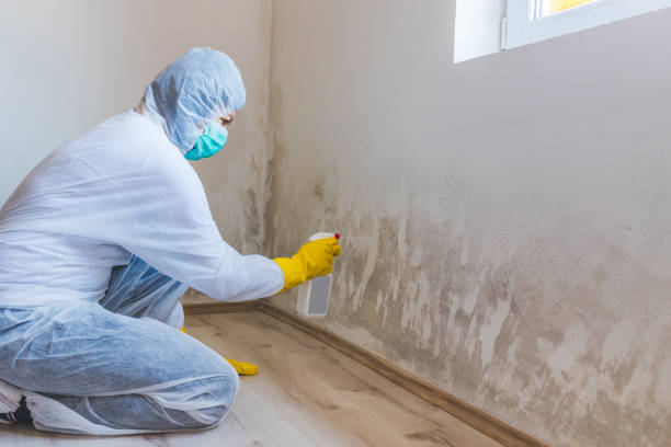Licensed Attic Mold Removal service in Bunnlevel, NC - WQB Mold Removal