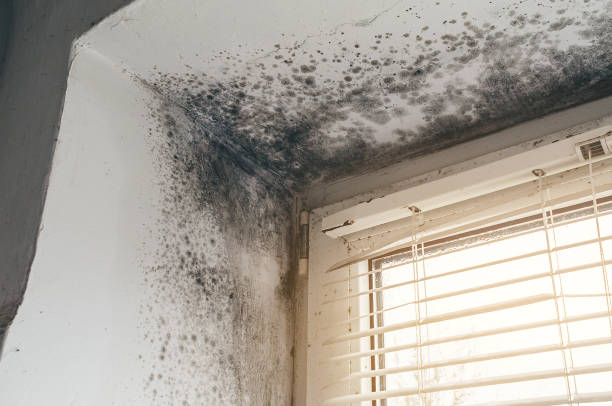 Affordable Attic Mold Removal solutions in Bunnlevel, NC